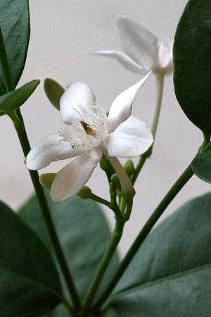 セイロンライティア