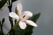 セイロンライティア