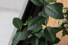 セイロンライティア