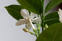 セイロンライティア