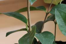 セイロンライティア