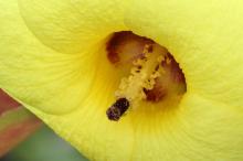 ハマボウ(浜朴)