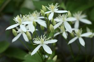 センニンソウ(仙人草)