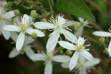 センニンソウ(仙人草)