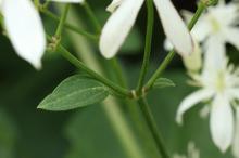 センニンソウ(仙人草)