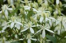 センニンソウ(仙人草)