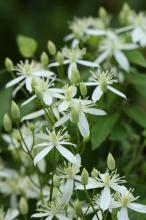 センニンソウ(仙人草)