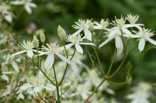 センニンソウ(仙人草)