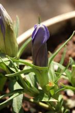 リンドウ(竜胆)