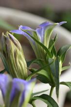 リンドウ(竜胆)