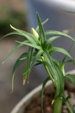 リンドウ(竜胆)