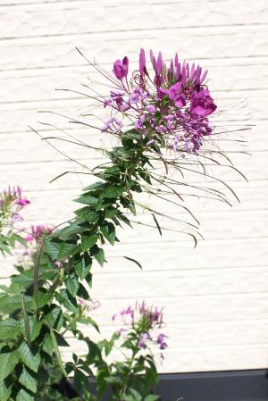 クレオメ(西洋風蝶草)