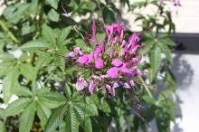 クレオメ(西洋風蝶草)