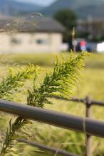 セイタカアワダチソウ(背高泡立草)