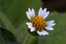 ハキダメギク(掃溜菊)