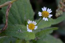 ハキダメギク(掃溜菊)