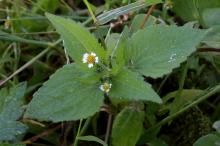 ハキダメギク(掃溜菊)