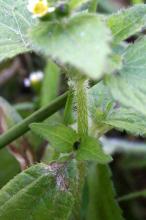 ハキダメギク(掃溜菊)