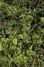 ハキダメギク(掃溜菊)