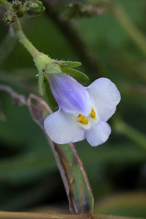 トキワハゼ(常磐爆)