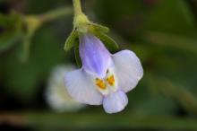 トキワハゼ(常磐爆)