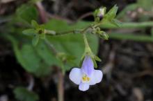 トキワハゼ(常磐爆)