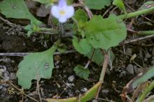 トキワハゼ(常磐爆)