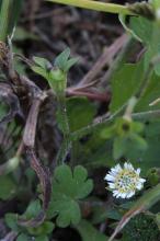 トキワハゼ(常磐爆)