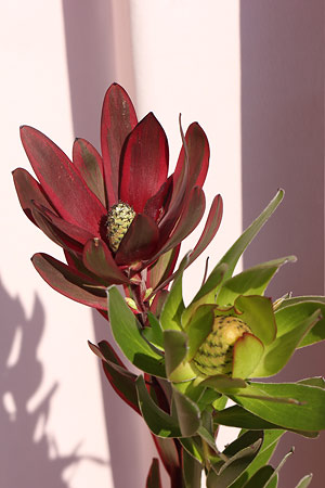 リュウカデンドロン