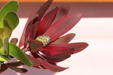 リュウカデンドロン