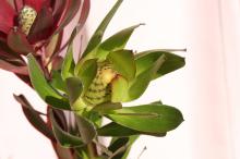 リュウカデンドロン