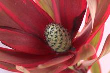 リュウカデンドロン