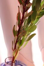 リュウカデンドロン