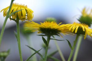 オグルマ(小車)
