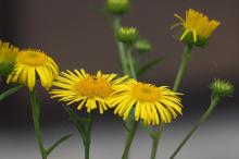 オグルマ(小車)