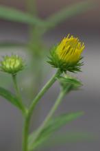 オグルマ(小車)