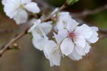 フユザクラ(冬桜)