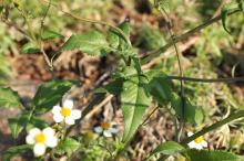 コシロノセンダングサ(小白の栴檀草)